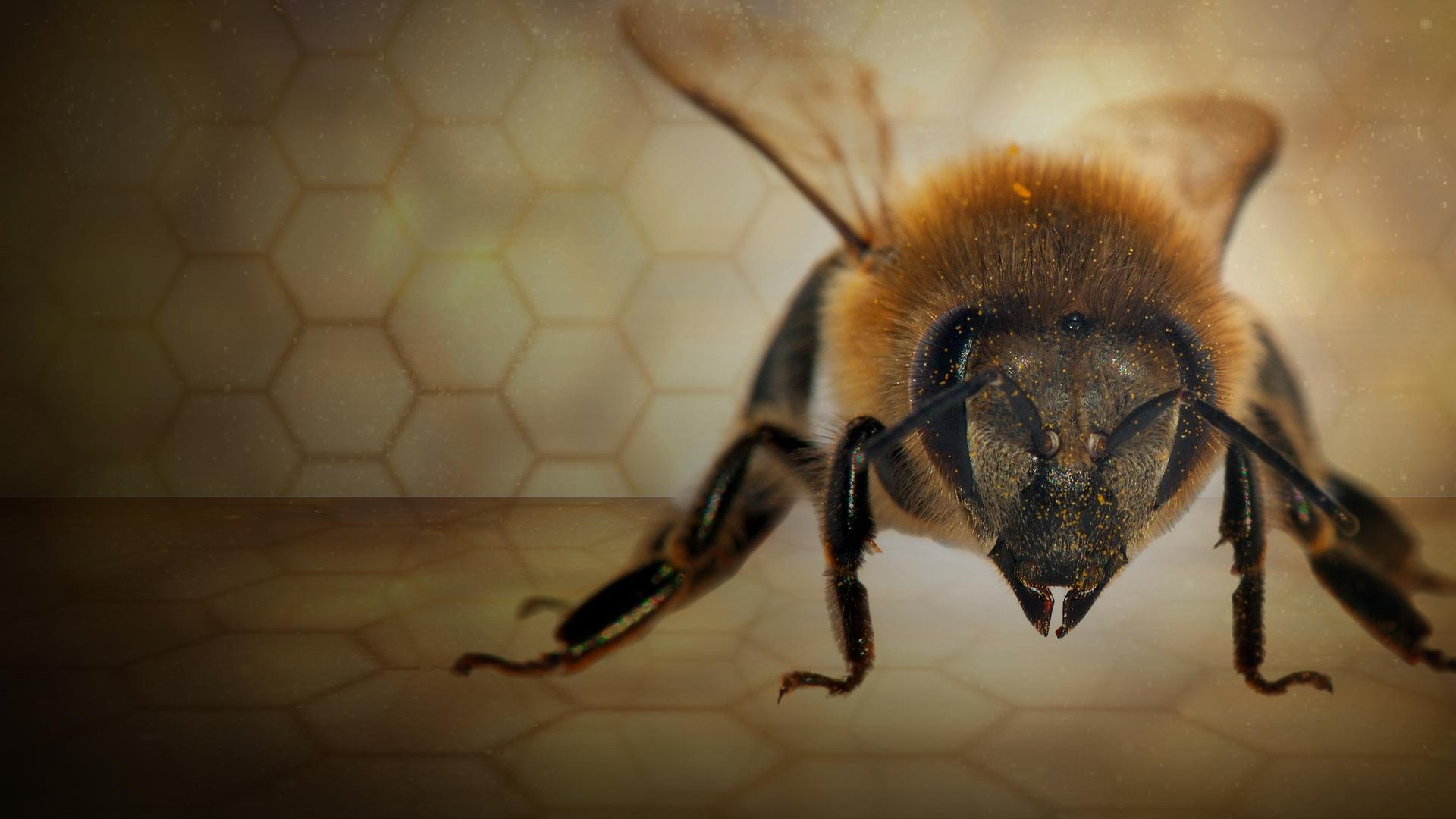The Great Bee Adventure