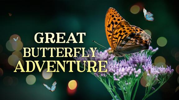 The Great Butterfly Adventure