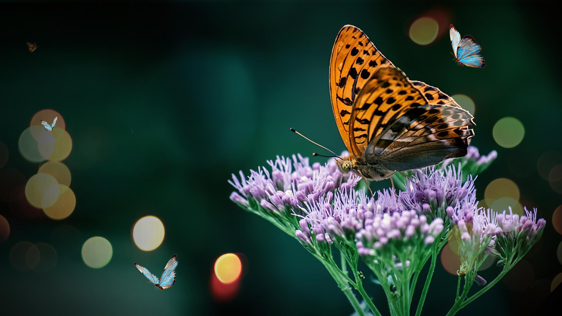 The Great Butterfly Adventure