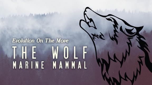The Wolf: Marine Mammal