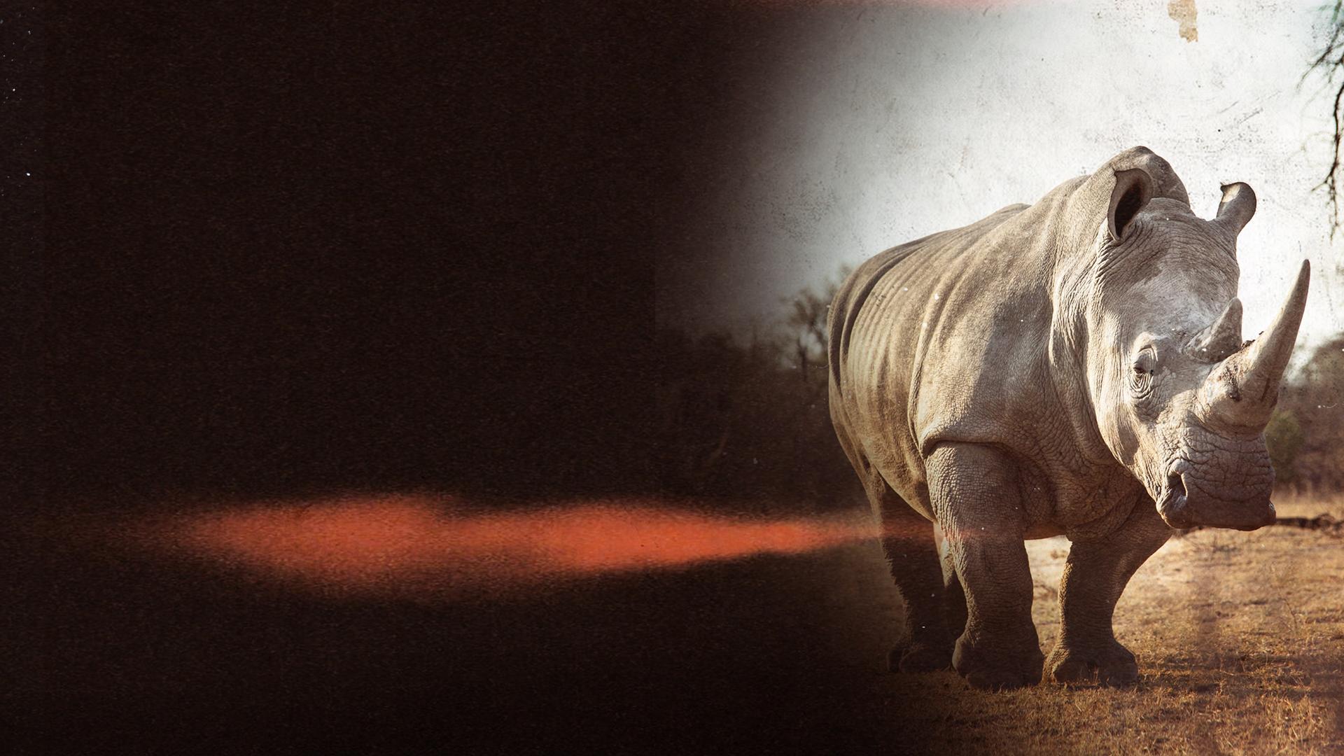 Return of the White Rhino 4K