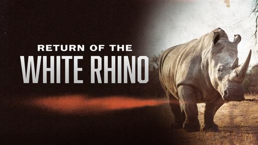 Return of the White Rhino 4K
