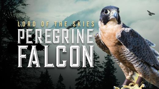 Peregrine Falcon: Lord of the Skies 4k