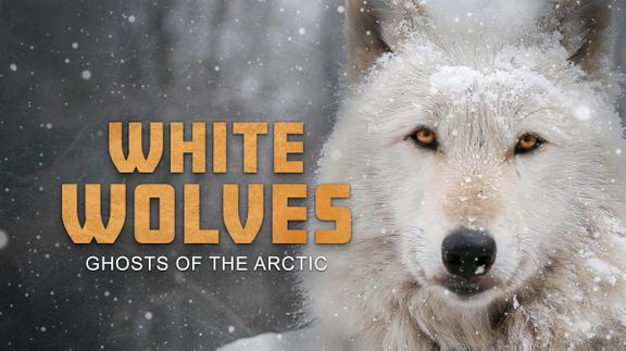 White Wolves: Ghosts of the Arctic 4K