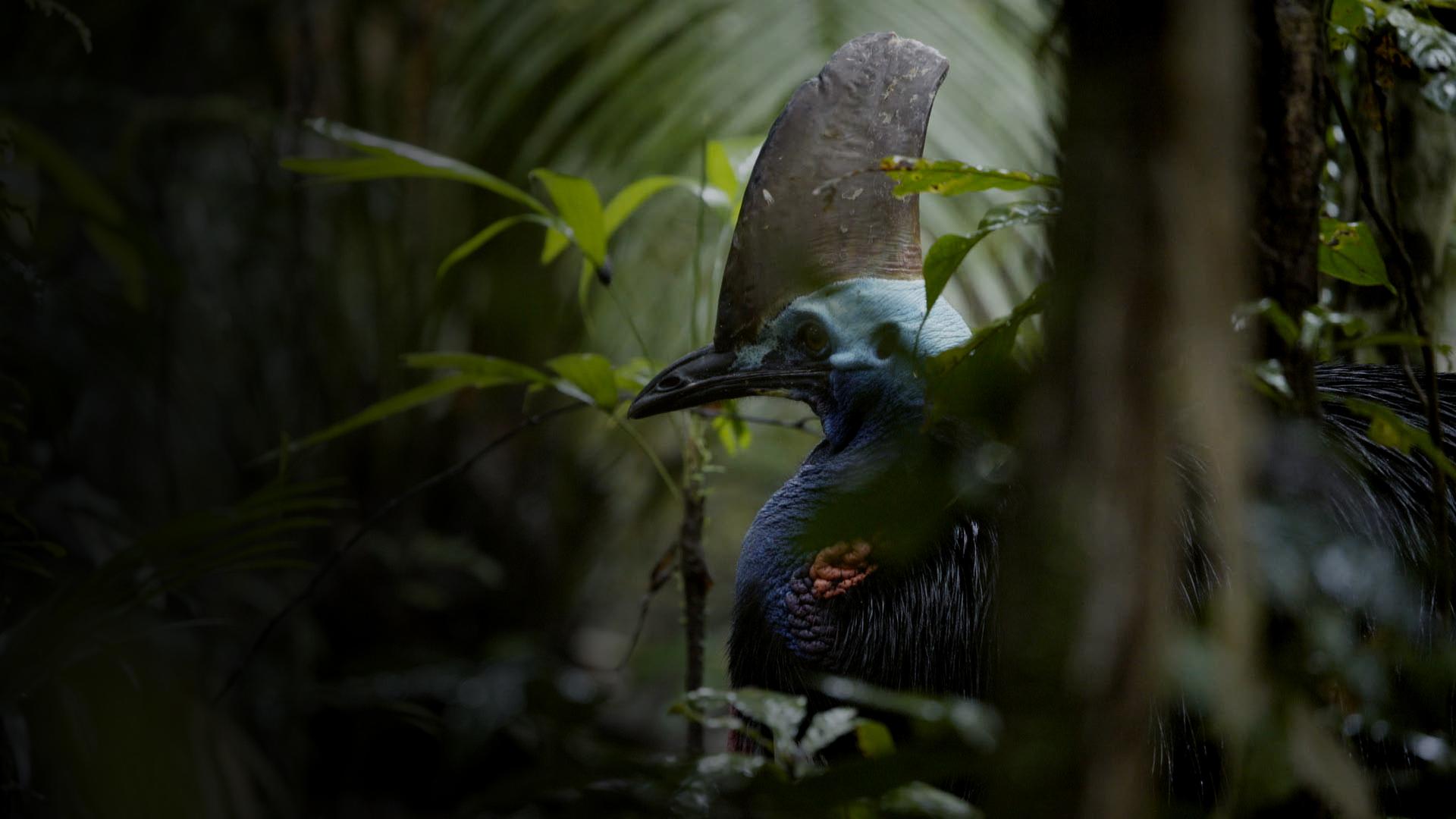 Dino Bird 4K