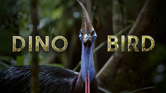 Dino Bird 4K
