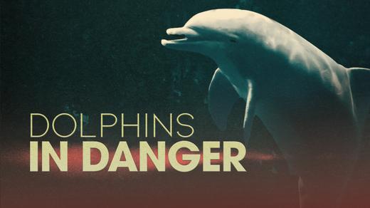 Dolphins in Danger