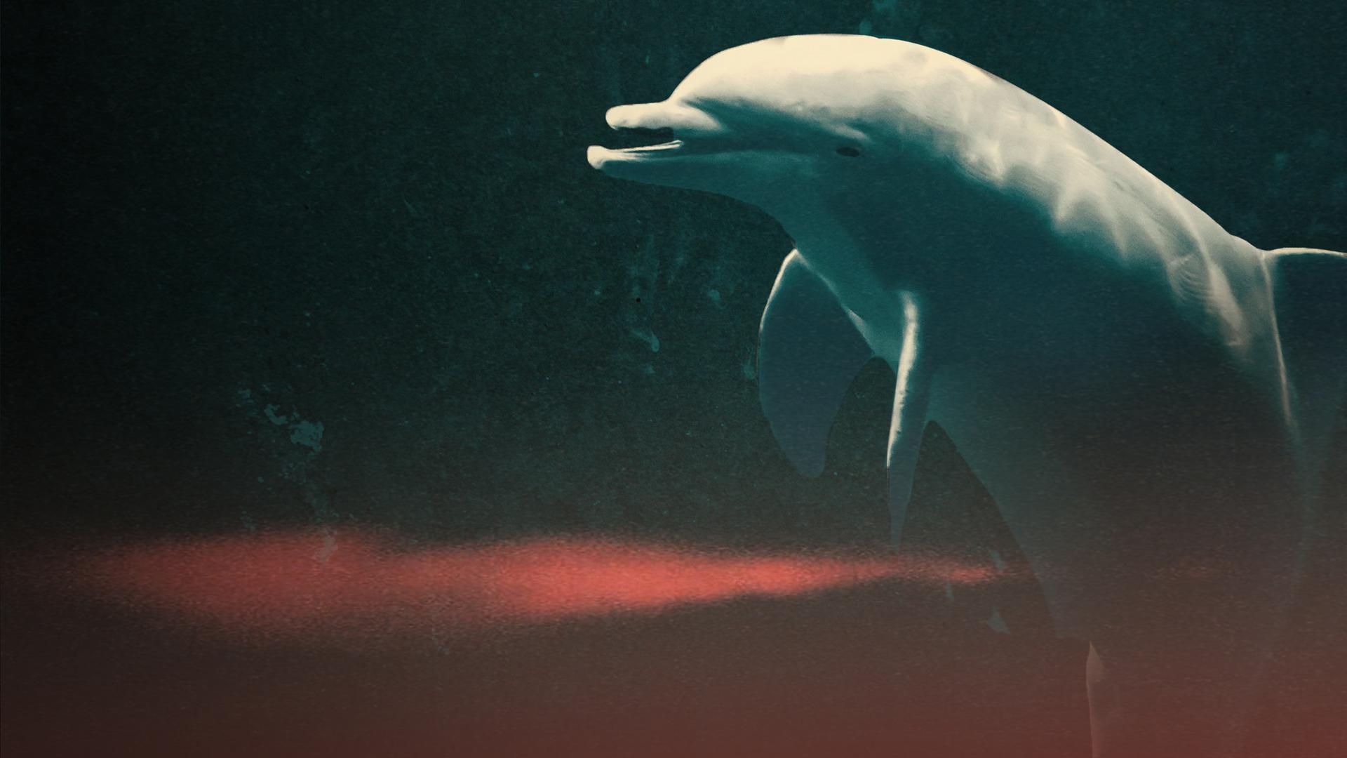 Dolphins in Danger