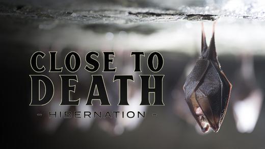 Close to Death: Hibernation