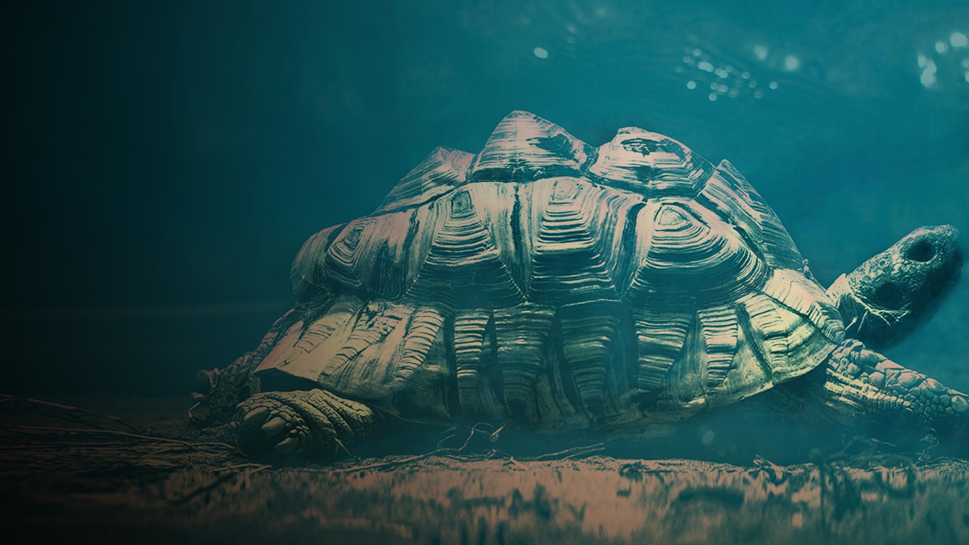 Turtles: Prehistoric Beasts