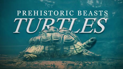 Turtles: Prehistoric Beasts
