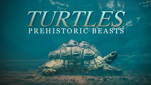 Turtles: Prehistoric Beasts