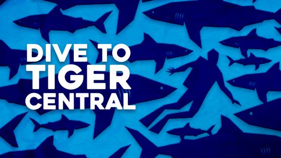 Dive to Tiger Central