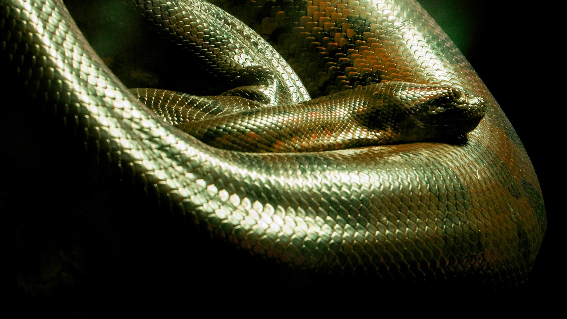 Anaconda: Silent Killer