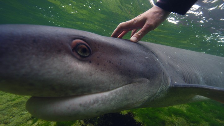 Ocean Predators - MagellanTV