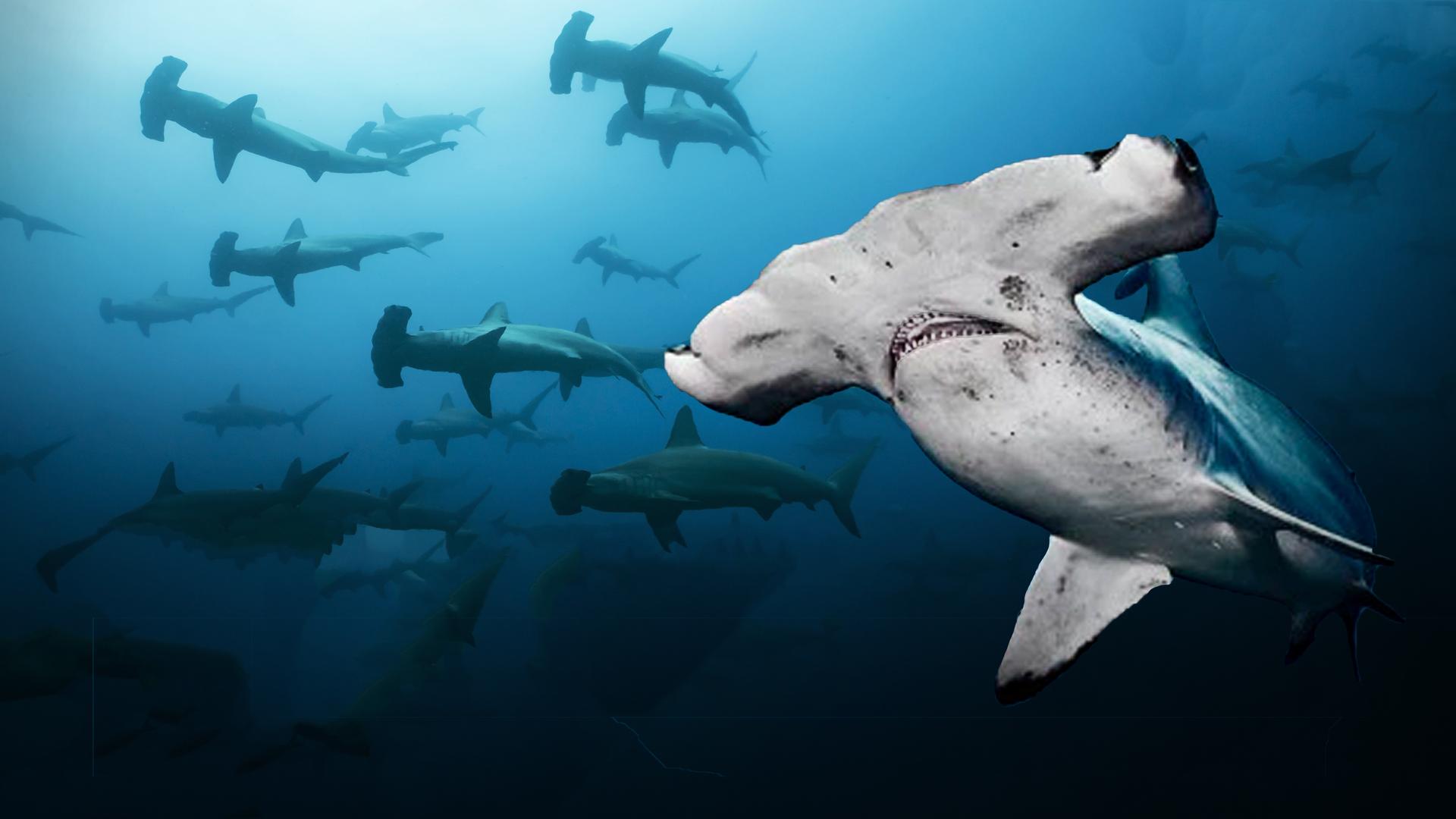 Las Islas Galápagos: El Reino de los Tiburones
