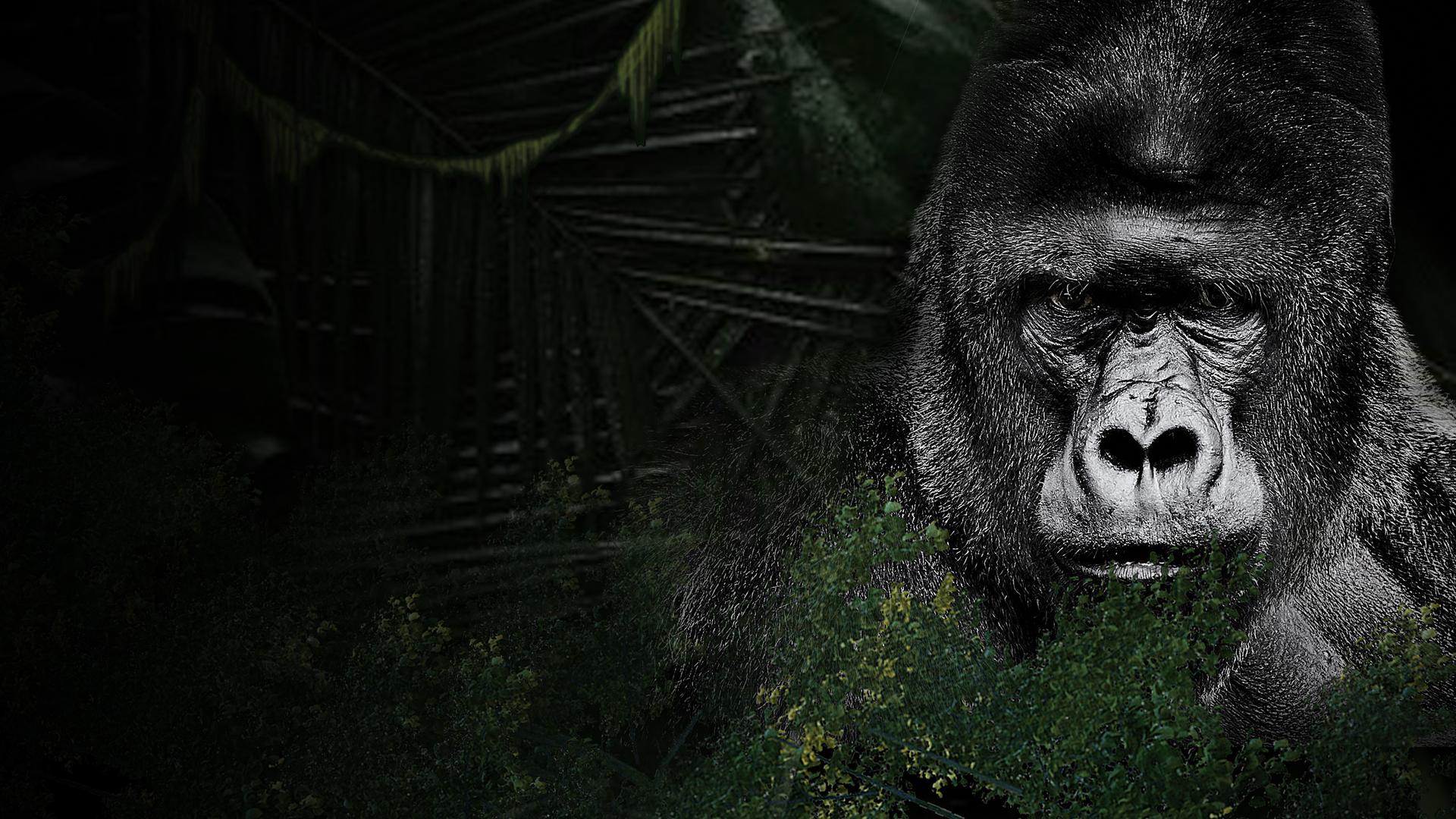 Bama and the Lost Gorillas