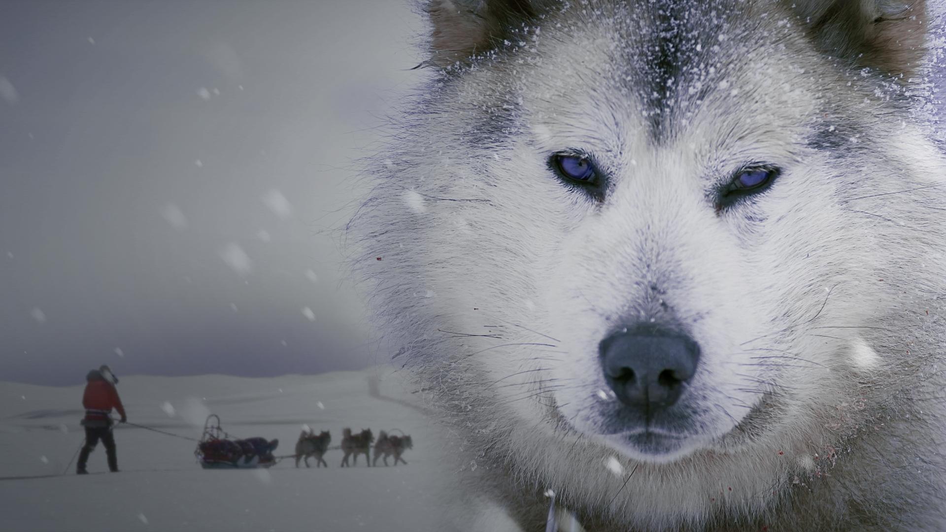 Ice Dogs: The Only Companions Worth Having 4K