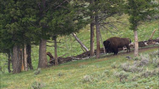 Wyoming: Yellowstone National Park