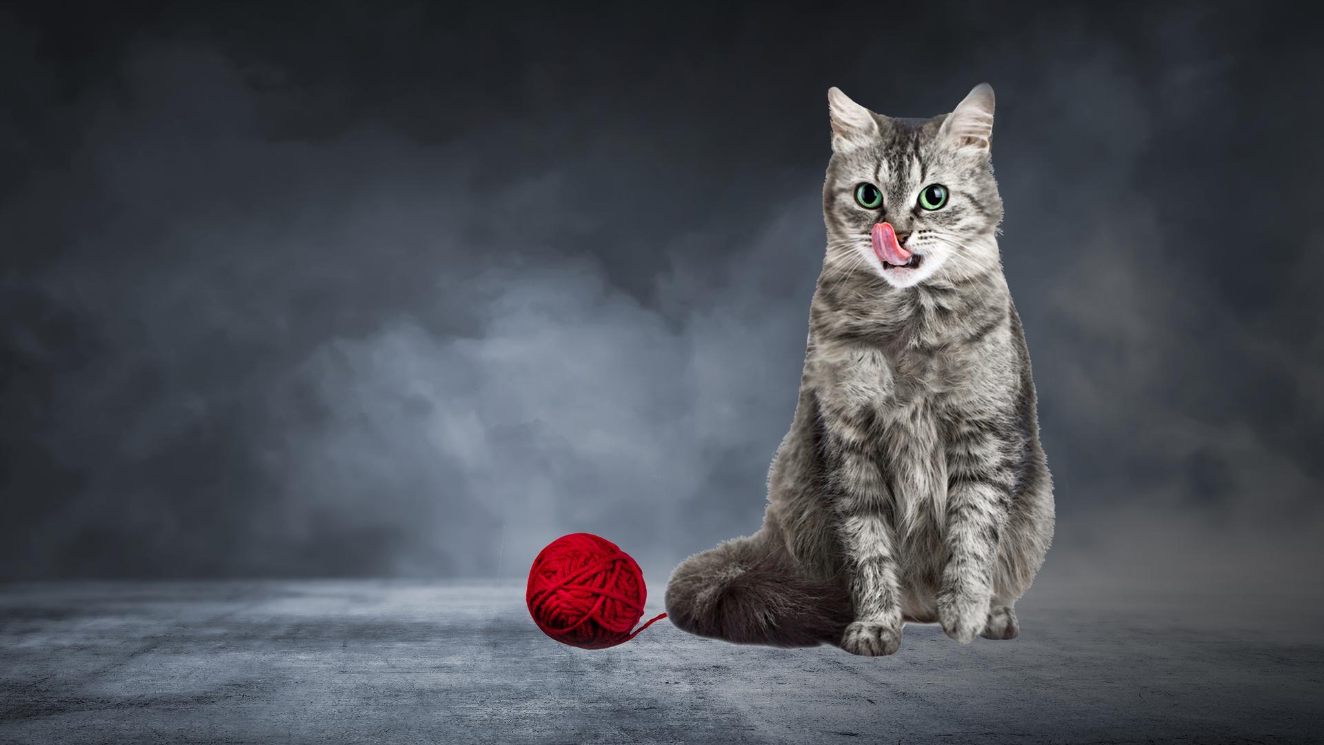Killer Kitty