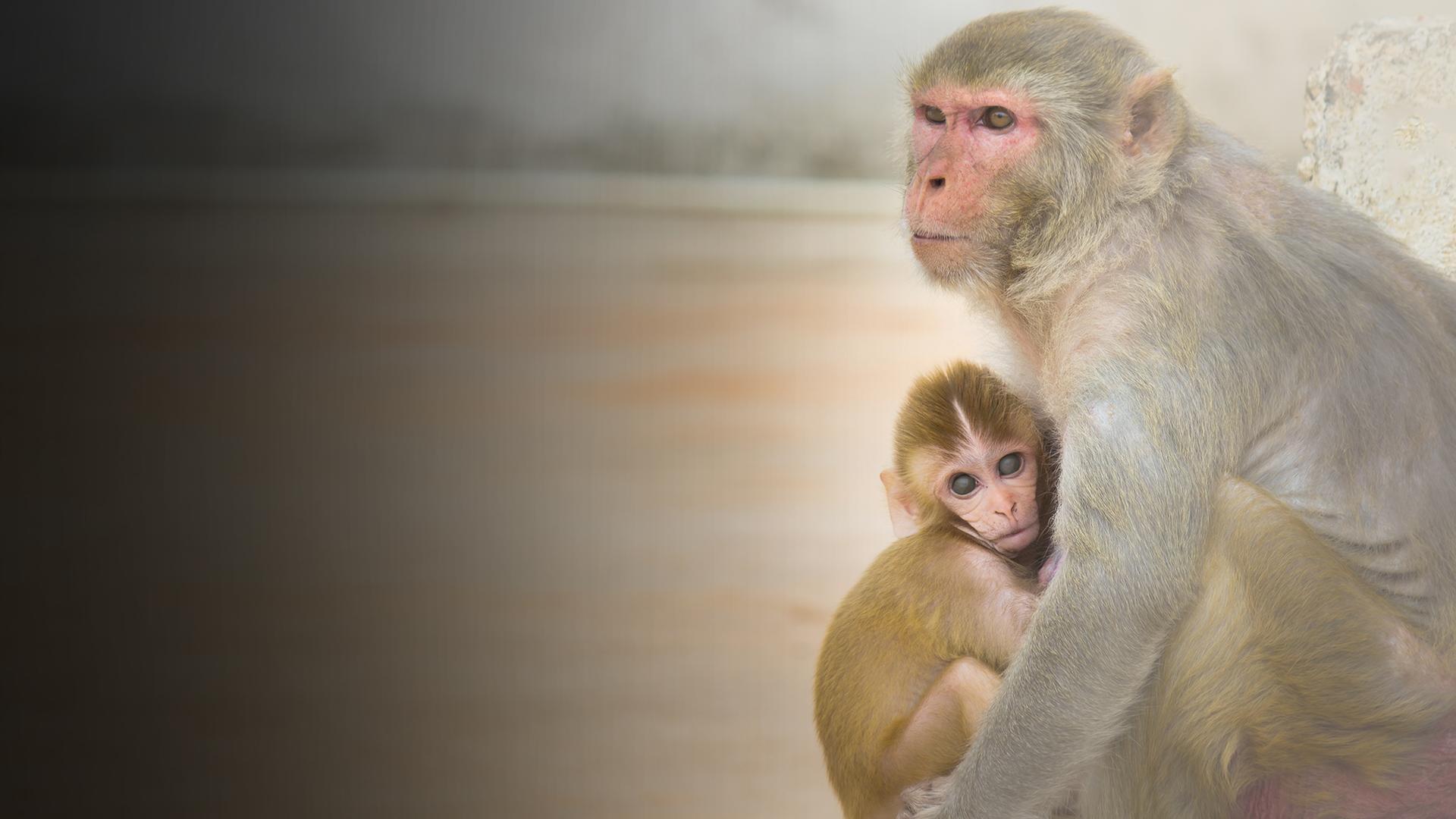 The Blind Monkey