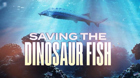 Saving the Dinosaur Fish
