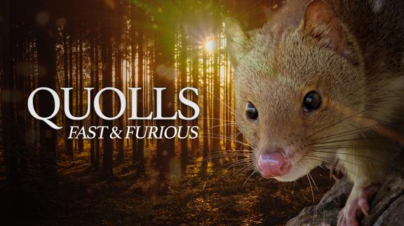 Quolls: Fast & Furious