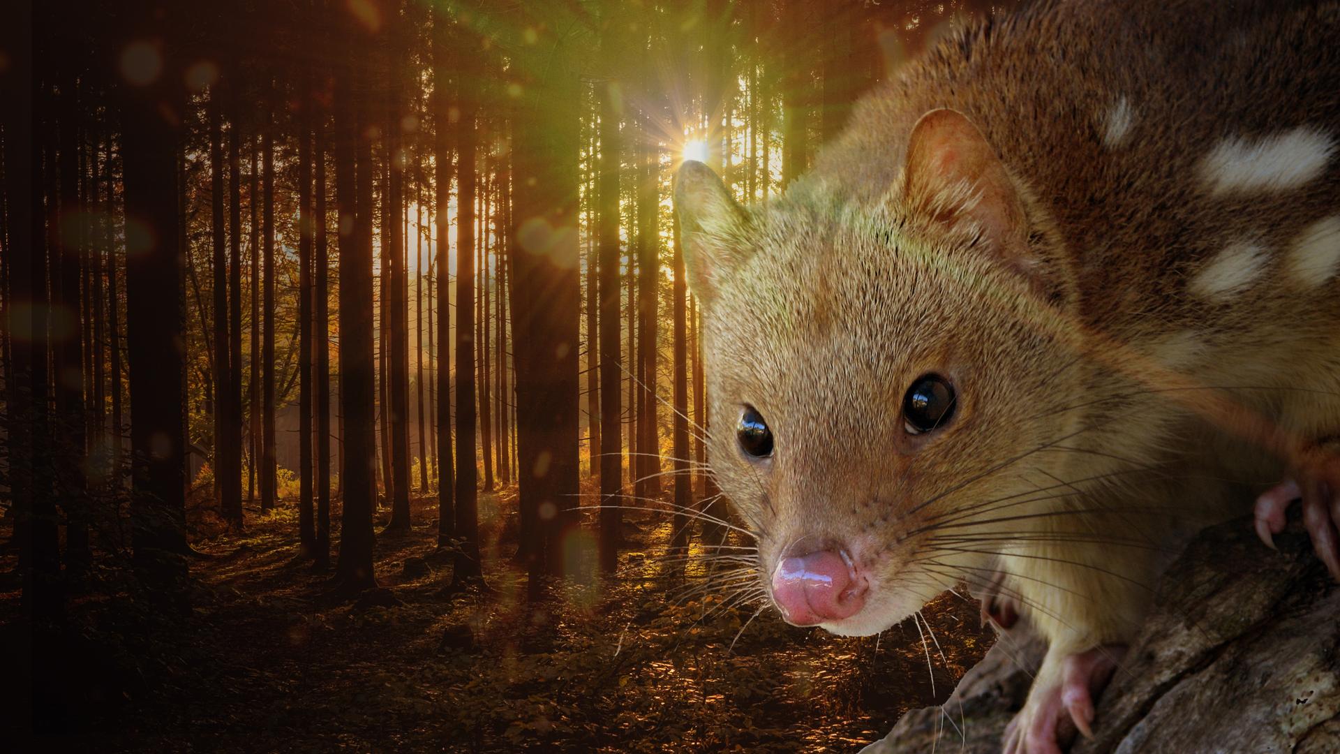Quolls: Fast & Furious