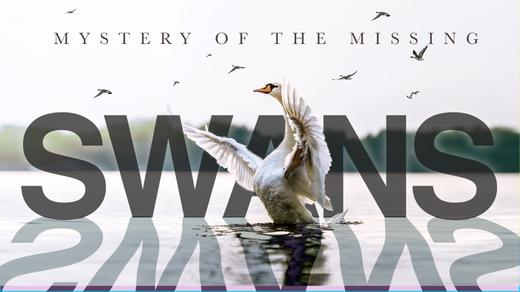 Swans: Mystery of the Missing 4k