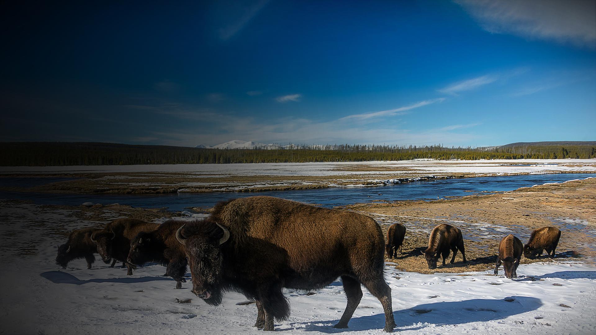 Yellowstone