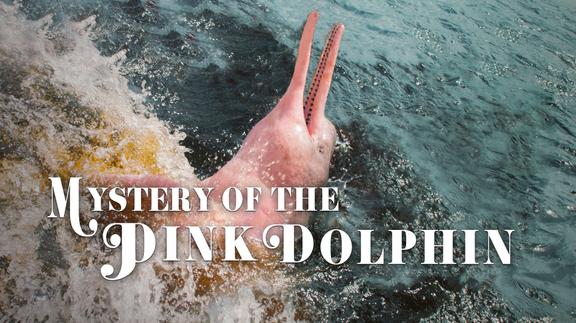 The Mystery of the Pink Dolphin