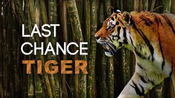 The Last Chance Tiger