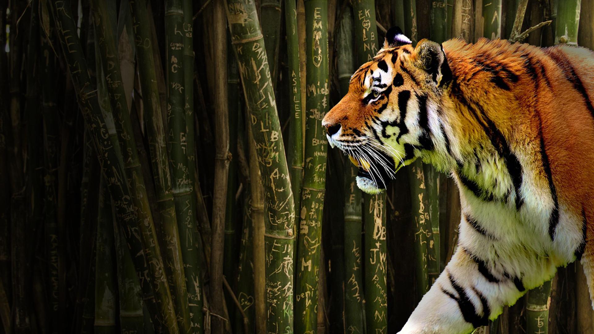 The Last Chance Tiger