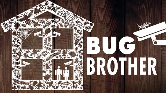 Bug Brother