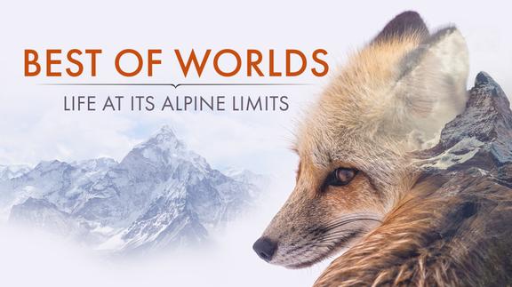 Best of Worlds: Life at its Alpine Limits