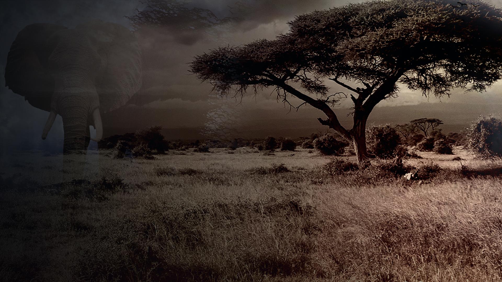 African Nostalgia 4K