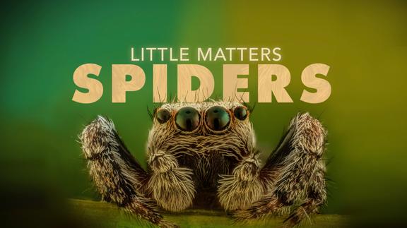 Little Matters: Spiders