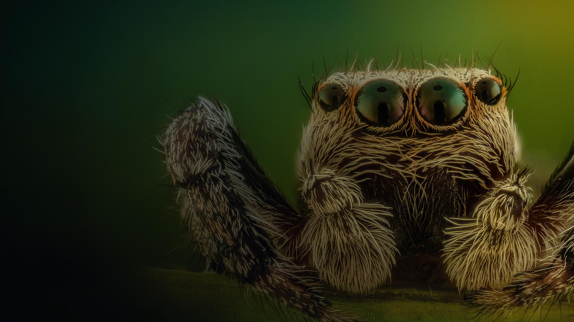 Little Matters: Spiders