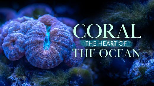 Coral: Heart of the Ocean