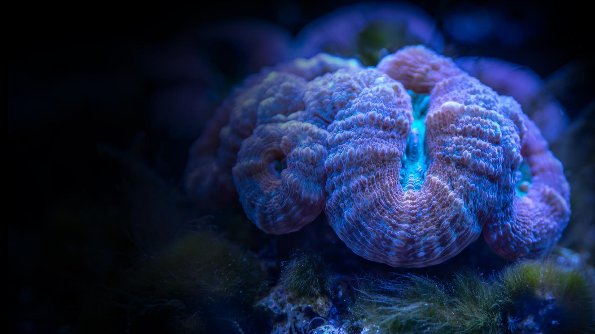 Coral: Heart of the Ocean