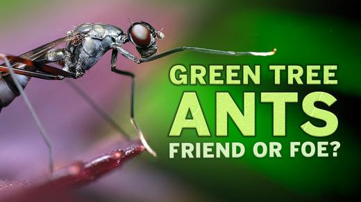Green Tree Ants: Friend or Foe?