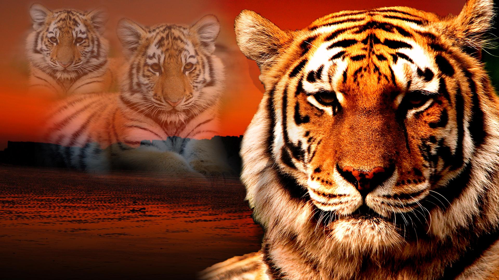 Indian Tiger