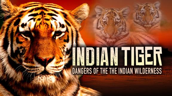 Indian Tiger