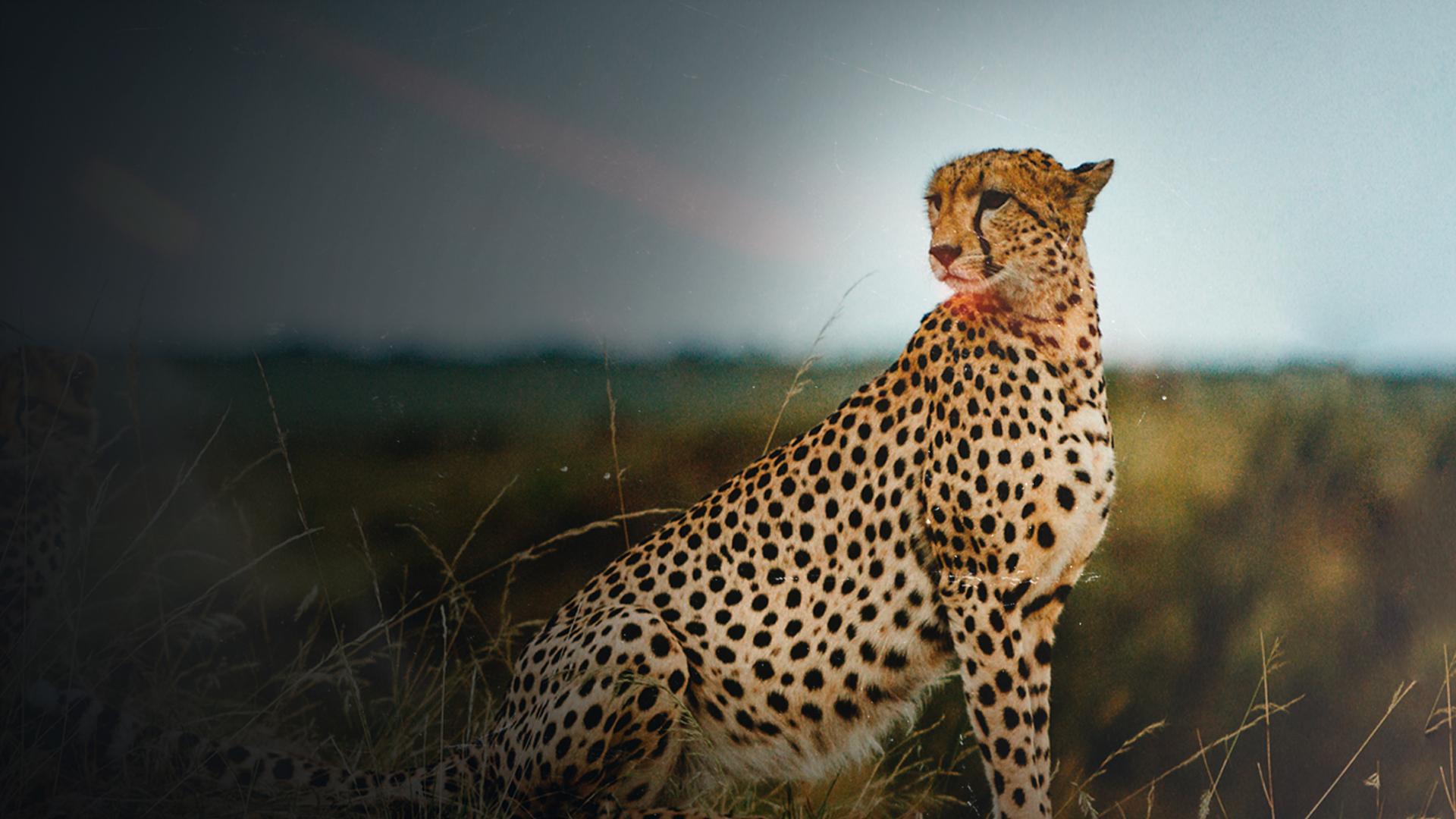 Mother Cheetah
