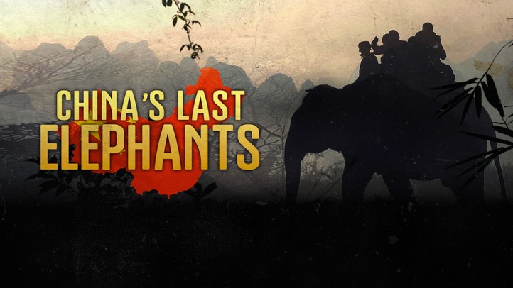 China's Last Elephants