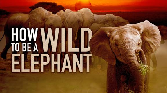 How to Be a Wild Elephant 4K
