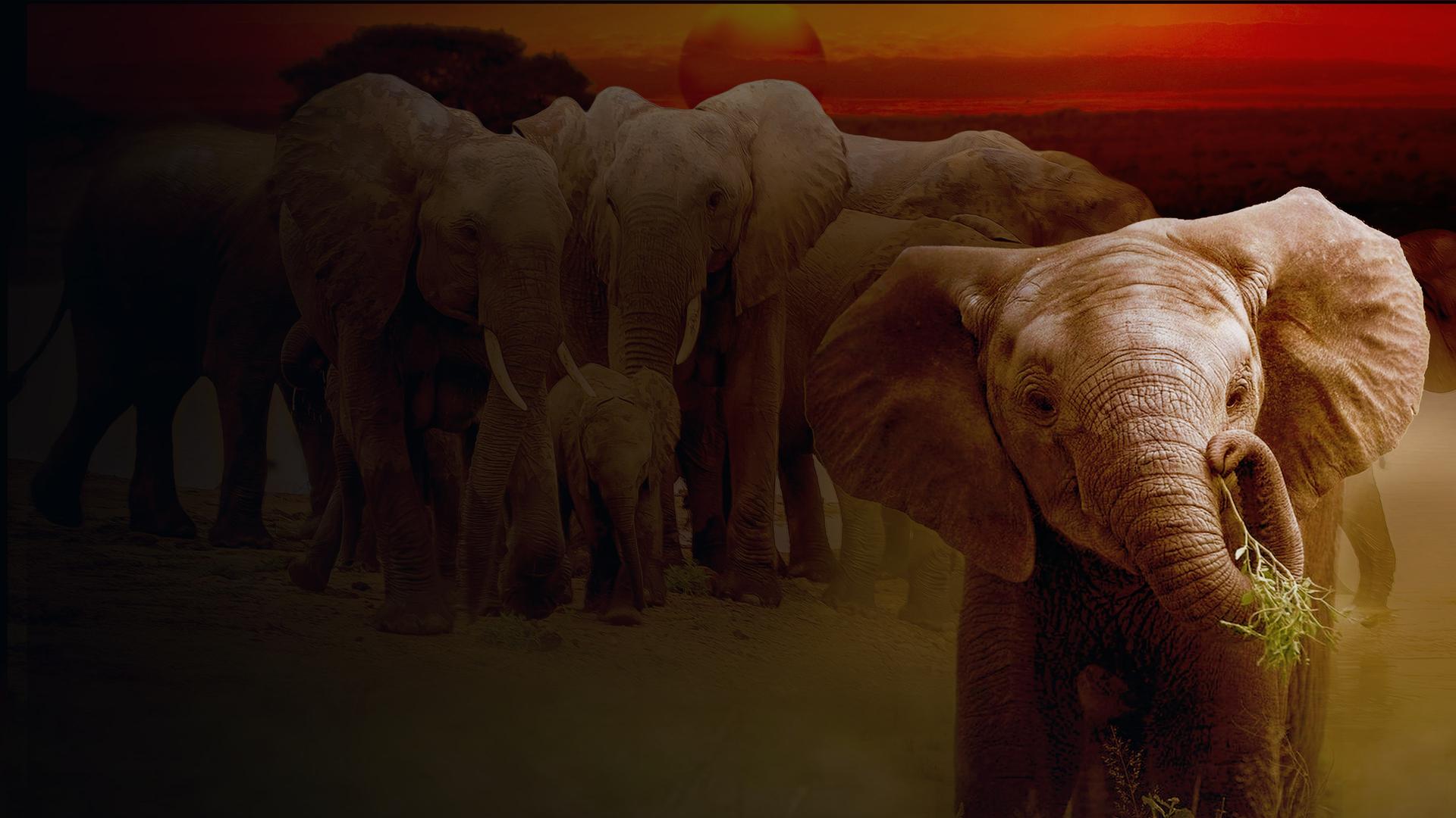 How to Be a Wild Elephant 4K