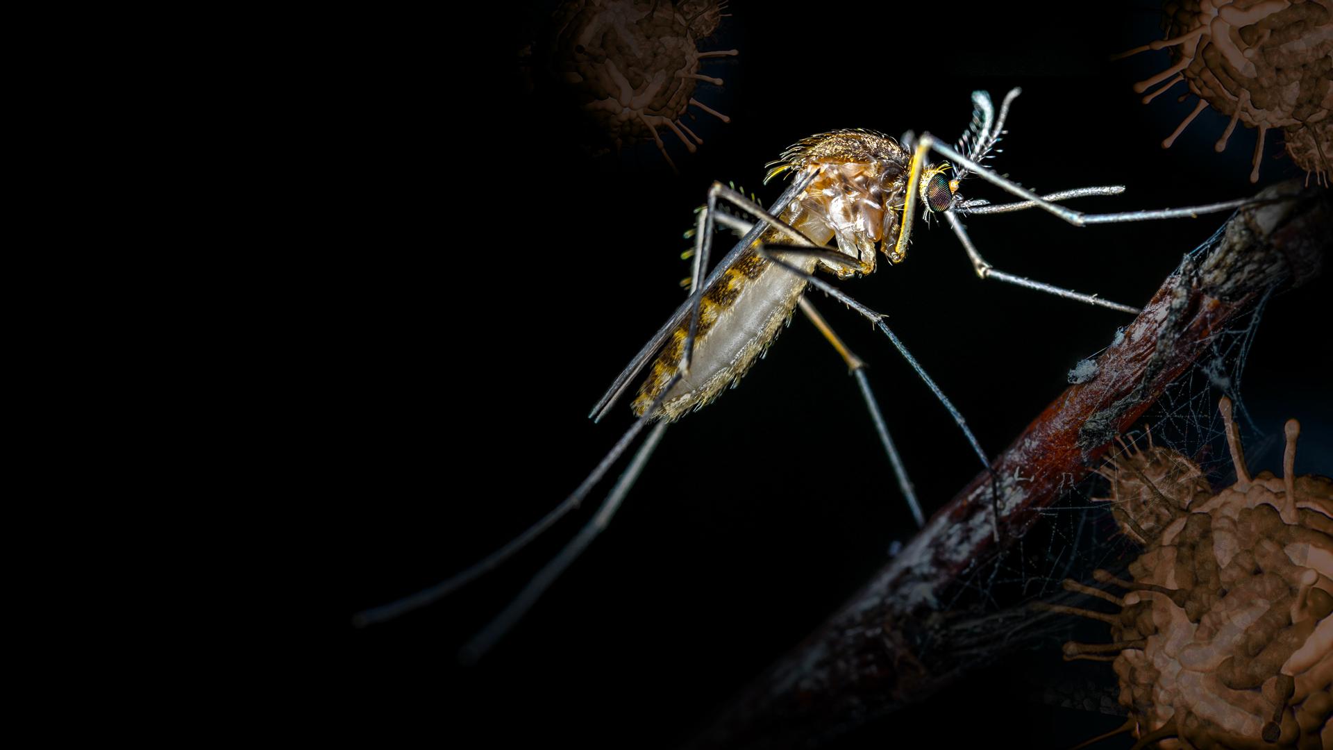 World War Zika