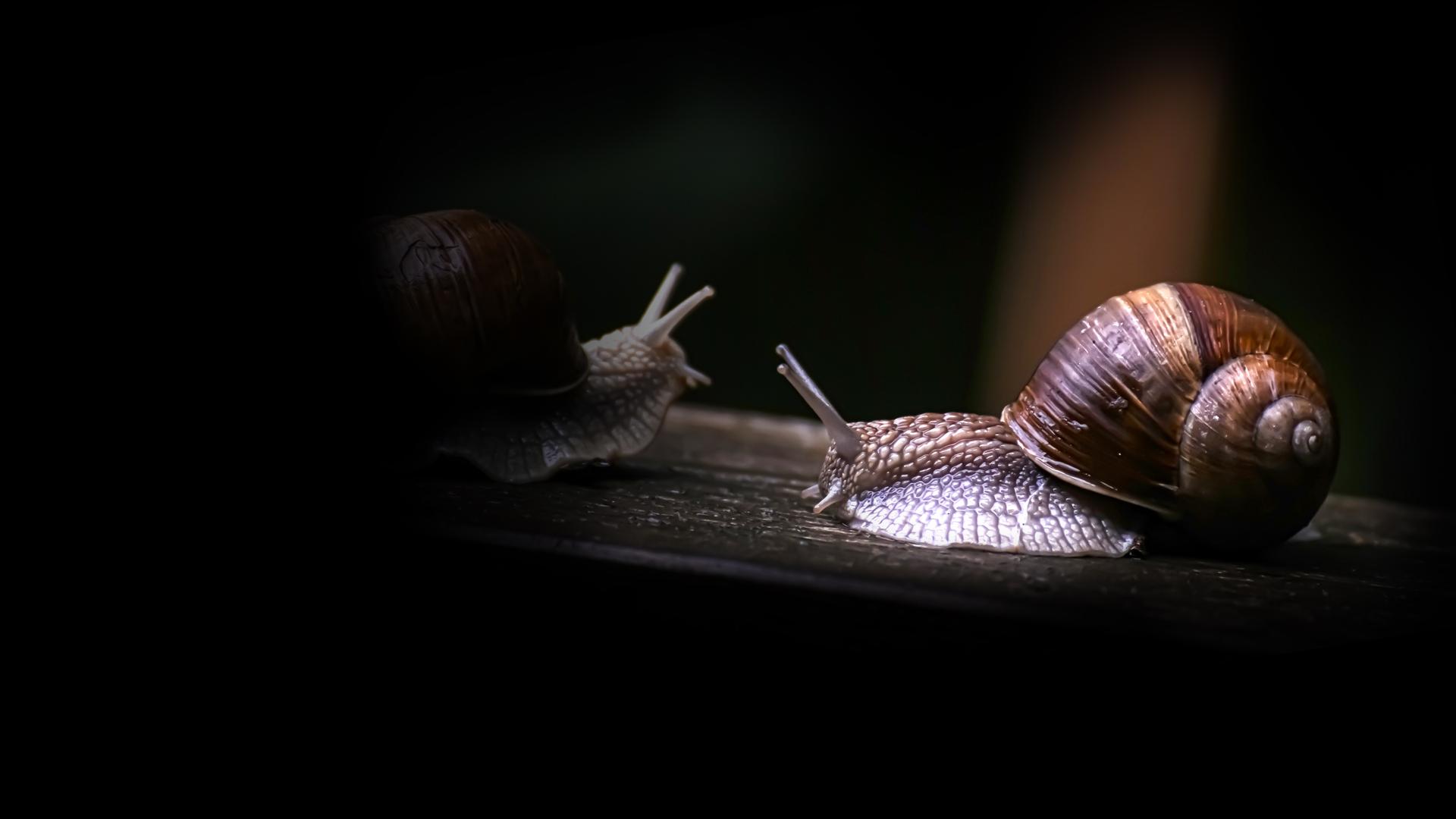 Secret World of Mollusks