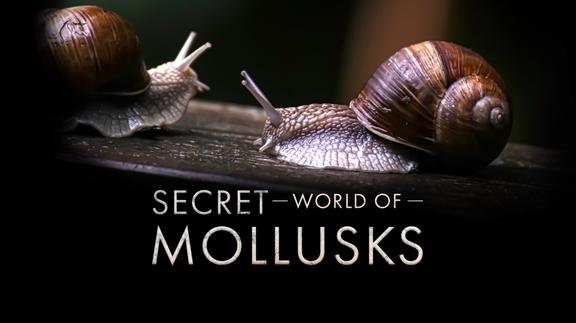 Secret World of Mollusks
